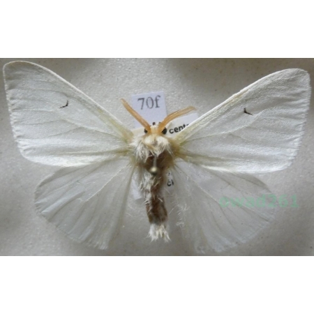 Arctornis l-nigrum (Müller, 1764) male Brudnica czarnelka Czech70f